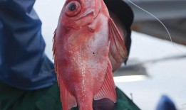 冲哥爆料折耳鱼视频下载,冲哥独家爆料下载攻略