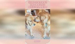 娱乐吃瓜酱抚慰犬