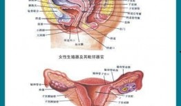 女子解剖视频在线观看,在线观看女性身体结构教学视频
