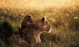 狗和狮子吃瓜视频大全免费观看,狗狗狮子共食瓜果欢乐瞬间大盘点