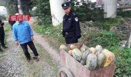 固始网红吃瓜事件,揭秘网络舆论背后的真相与争议