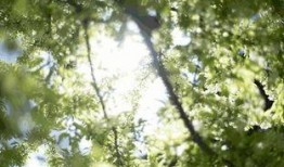 春天万物复苏爆料视频,揭秘春天爆红视频背后的生机盎然