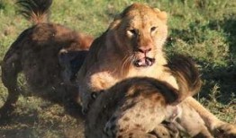 狗和狮子吃瓜视频大全免费观看,狗狗狮子共食瓜果欢乐瞬间大盘点