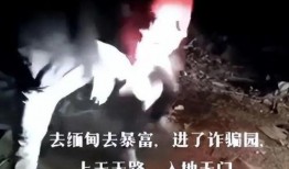 爆料缅北被骗女人视频播放,视频曝光背后的悲惨真相