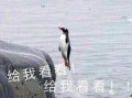 娱乐吃瓜君迅猛龙唱歌,迅猛龙跨界唱歌，音乐界新势力崛起